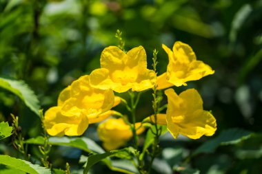 Bulanık doğal arka planda sarı çiçek buketi. Tropik Tayland 'da güzel sarı çiçekler.