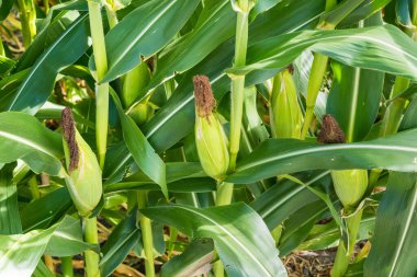 Mısır tarlasına yakın mısır koçanı ve mısır sapında yetişen ipek. Ekin sağlığı, tozlaşma ve döllenme kavramı