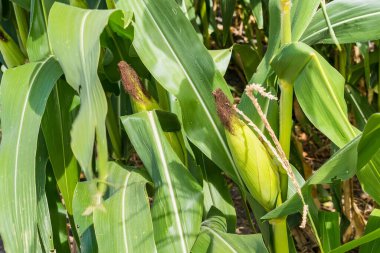 Mısır tarlasına yakın mısır koçanı ve mısır sapında yetişen ipek. Ekin sağlığı, tozlaşma ve döllenme kavramı