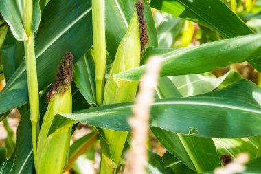 Mısır tarlasına yakın mısır koçanı ve mısır sapında yetişen ipek. Ekin sağlığı, tozlaşma ve döllenme kavramı
