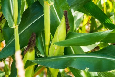 Mısır tarlasına yakın mısır koçanı ve mısır sapında yetişen ipek. Ekin sağlığı, tozlaşma ve döllenme kavramı