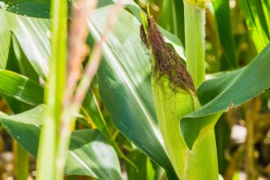Mısır tarlasına yakın mısır koçanı ve mısır sapında yetişen ipek. Ekin sağlığı, tozlaşma ve döllenme kavramı
