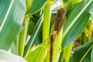 Mısır tarlasına yakın mısır koçanı ve mısır sapında yetişen ipek. Ekin sağlığı, tozlaşma ve döllenme kavramı