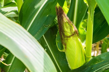 Mısır tarlasına yakın mısır koçanı ve mısır sapında yetişen ipek. Ekin sağlığı, tozlaşma ve döllenme kavramı