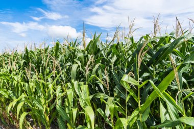 Mısır tarlasına yakın mısır koçanı ve mısır sapında yetişen ipek. Ekin sağlığı, tozlaşma ve döllenme kavramı