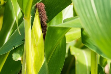Mısır tarlasına yakın mısır koçanı ve mısır sapında yetişen ipek. Ekin sağlığı, tozlaşma ve döllenme kavramı