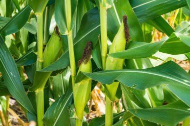 Mısır tarlasına yakın mısır koçanı ve mısır sapında yetişen ipek. Ekin sağlığı, tozlaşma ve döllenme kavramı