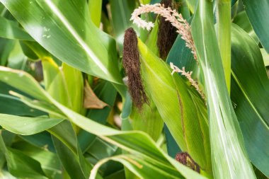 Mısır tarlasına yakın mısır koçanı ve mısır sapında yetişen ipek. Ekin sağlığı, tozlaşma ve döllenme kavramı