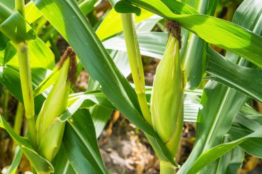 Mısır tarlasına yakın mısır koçanı ve mısır sapında yetişen ipek. Ekin sağlığı, tozlaşma ve döllenme kavramı