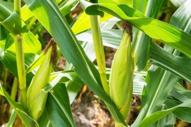 Mısır tarlasına yakın mısır koçanı ve mısır sapında yetişen ipek. Ekin sağlığı, tozlaşma ve döllenme kavramı