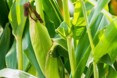 Mısır tarlasına yakın mısır koçanı ve mısır sapında yetişen ipek. Ekin sağlığı, tozlaşma ve döllenme kavramı
