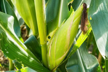 Mısır tarlasına yakın mısır koçanı ve mısır sapında yetişen ipek. Ekin sağlığı, tozlaşma ve döllenme kavramı