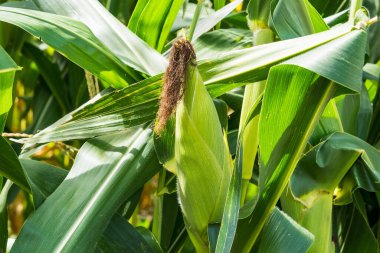 Mısır tarlasına yakın mısır koçanı ve mısır sapında yetişen ipek. Ekin sağlığı, tozlaşma ve döllenme kavramı