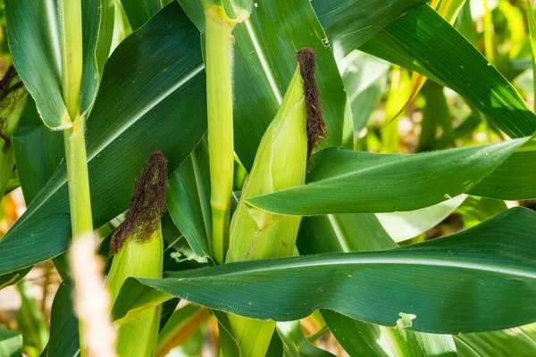 Mısır tarlasına yakın mısır koçanı ve mısır sapında yetişen ipek. Ekin sağlığı, tozlaşma ve döllenme kavramı