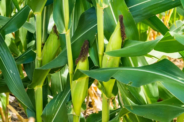 Mısır tarlasına yakın mısır koçanı ve mısır sapında yetişen ipek. Ekin sağlığı, tozlaşma ve döllenme kavramı