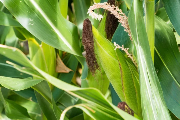 Mısır tarlasına yakın mısır koçanı ve mısır sapında yetişen ipek. Ekin sağlığı, tozlaşma ve döllenme kavramı