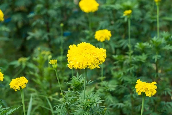 Beautiful Marigold Blooming Yellow Flower Garden — Foto de Stock