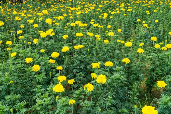 Beautiful Marigold Blooming Yellow Flower Garden — Zdjęcie stockowe