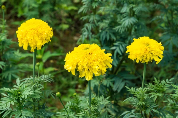 Beautiful Marigold Blooming Yellow Flower Garden — Foto de Stock