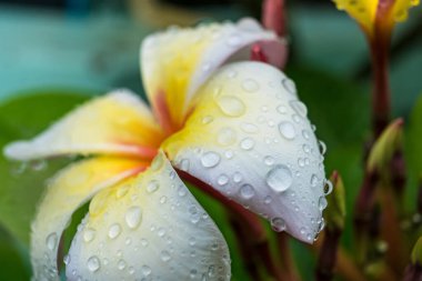 Sabahları beyaz su damlacıklarıyla beyaz su tesisatına yakın çekim..