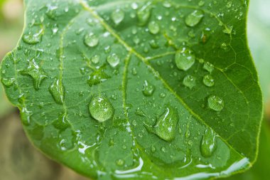 Makro yakın plan Güzel taze yeşil yaprak Sabah güneş ışığı arkaplanı ile su damlası.