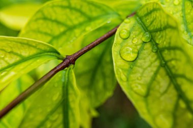 Makro yakın plan Güzel taze yeşil yaprak Sabah güneş ışığı arkaplanı ile su damlası.