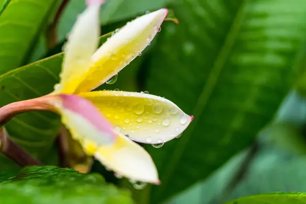 Makronärbild Vita Plumeria Blommor Med Vattendroppar Kronbladen Morgonen — Stockfoto