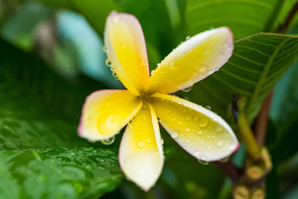 Macro Close Van Witte Plumeria Bloemen Met Waterdruppels Bloemblaadjes Ochtend — Stockfoto