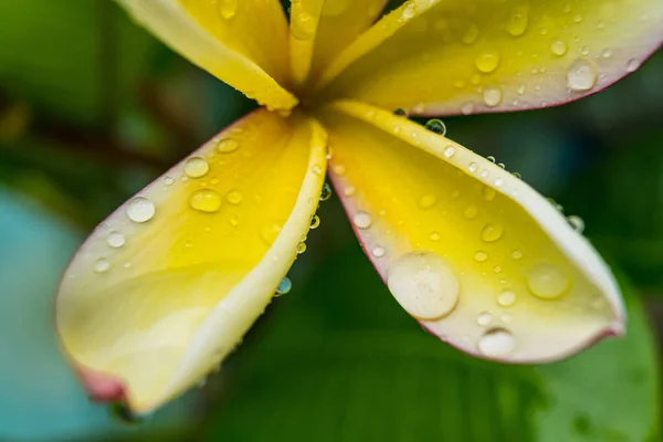 Makronärbild Vita Plumeria Blommor Med Vattendroppar Kronbladen Morgonen — Stockfoto