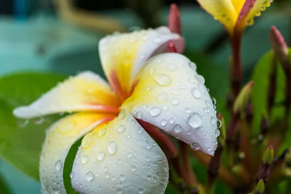 아침에 꽃잎에 물방울이 맺히는 배관공 모양의 만발하는 — 스톡 사진