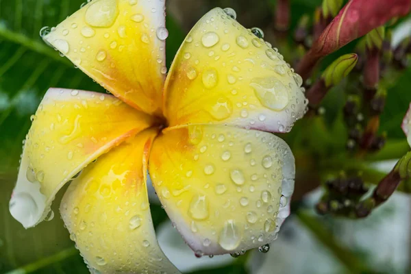 午前中に花弁に水滴が付いた白い花のマクロクローズアップ — ストック写真
