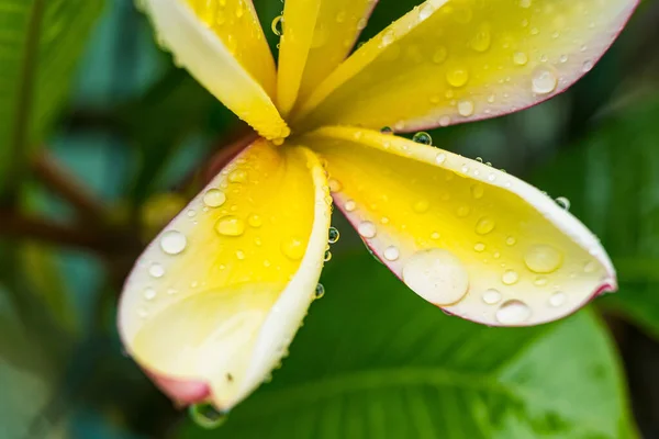 午前中に花弁に水滴が付いた白い花のマクロクローズアップ — ストック写真