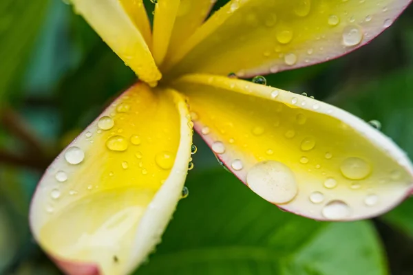 Makronärbild Vita Plumeria Blommor Med Vattendroppar Kronbladen Morgonen — Stockfoto