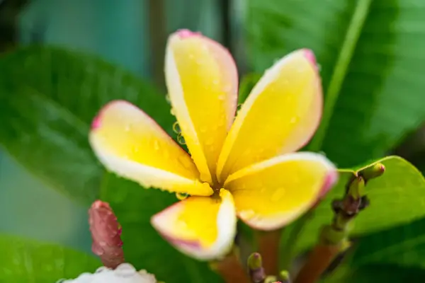 Makronärbild Vita Plumeria Blommor Med Vattendroppar Kronbladen Morgonen — Stockfoto