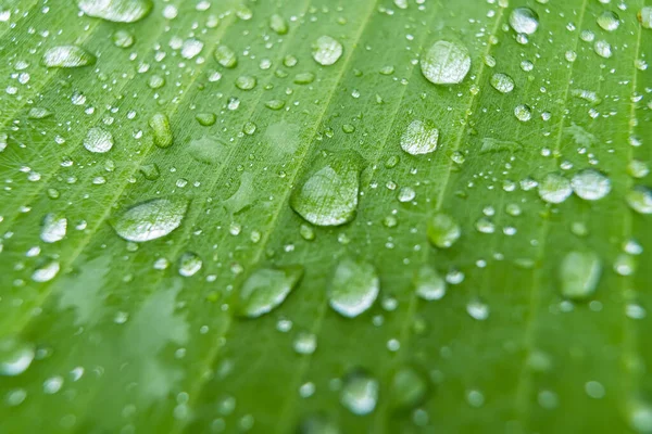 Macro Closeup Beautiful Fresh Green Leaf Drop Water Morning Sunlight — Stock Photo, Image