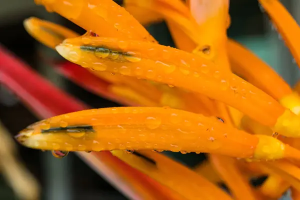 黄橙色の花のマクロクローズアップ Heliconia Psittacorum 水中自然を背景にしたロブスター爪熱帯植物 — ストック写真