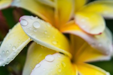 Sabahları beyaz su damlacıklarıyla beyaz su tesisatına yakın çekim..
