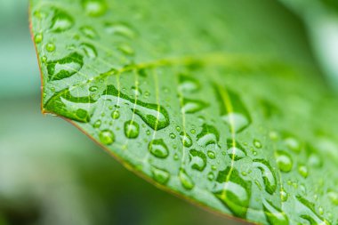 Makro yakın plan Güzel taze yeşil yaprak Sabah güneş ışığı arkaplanı ile su damlası.