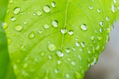 Makro yakın plan Güzel taze yeşil yaprak Sabah güneş ışığı arkaplanı ile su damlası.