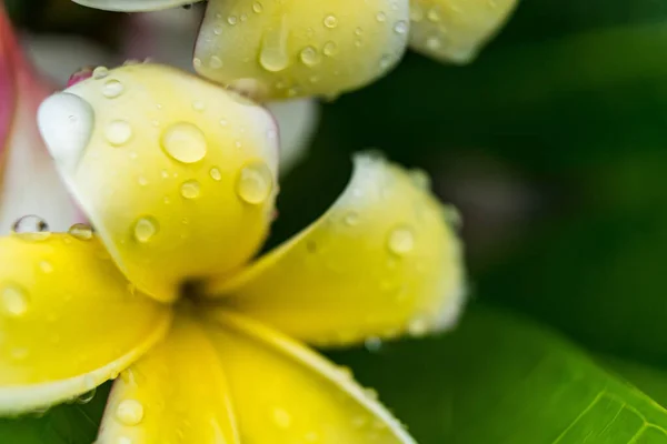 Makro Zbliżenie Białe Kwiaty Plumerii Kropelkami Wody Płatkach Rano — Zdjęcie stockowe