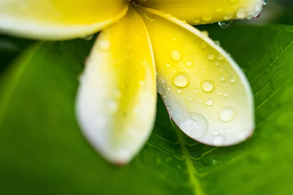 Macro Closeup White Plumeria Flowers Water Droplets Petals Morning — Stock Photo, Image