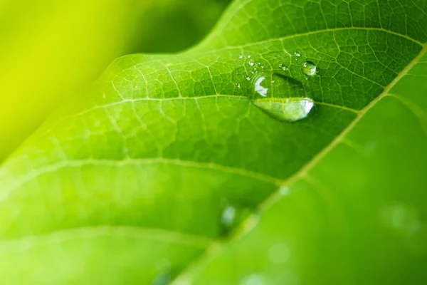 Makro Nahaufnahme Von Schöne Frische Grüne Blatt Mit Wassertropfen Der — Stockfoto