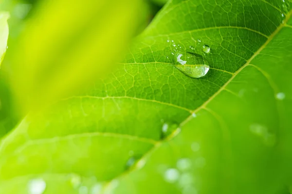 Makro Nahaufnahme Von Schöne Frische Grüne Blatt Mit Wassertropfen Der — Stockfoto