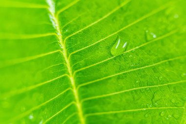 Makro yakın plan Güzel taze yeşil yaprak Sabah güneş ışığı arkaplanı ile su damlası.