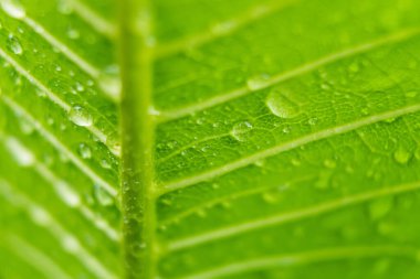 Makro yakın plan Güzel taze yeşil yaprak Sabah güneş ışığı arkaplanı ile su damlası.