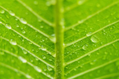 Makro yakın plan Güzel taze yeşil yaprak Sabah güneş ışığı arkaplanı ile su damlası.