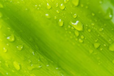 Makro yakın plan Güzel taze yeşil yaprak Sabah güneş ışığı arkaplanı ile su damlası.