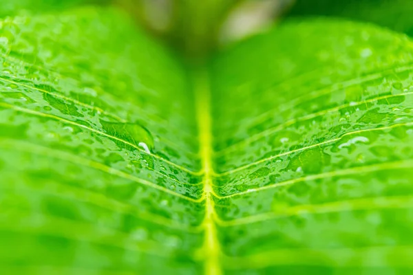 Macro Closeup Bela Folha Verde Fresca Com Gota Água Luz — Fotografia de Stock