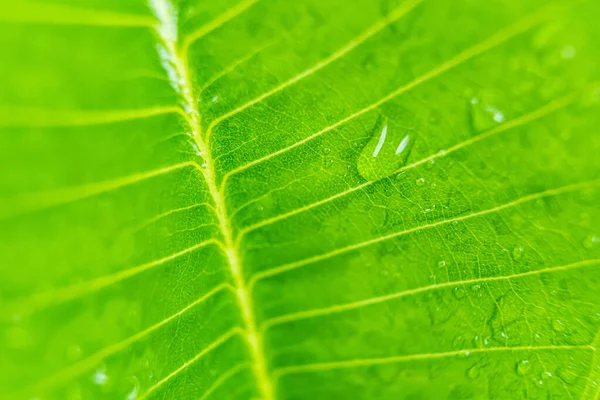 Macro Closeup Bela Folha Verde Fresca Com Gota Água Luz — Fotografia de Stock