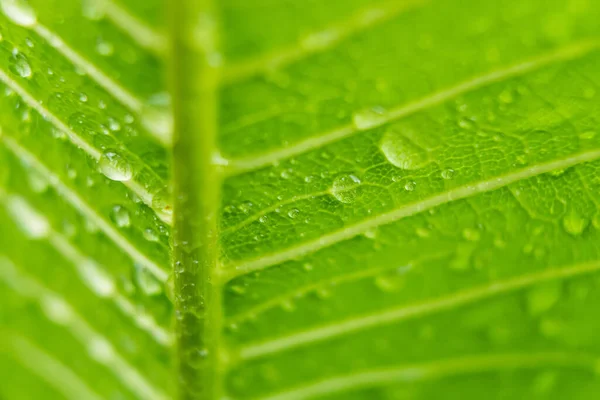 Macro Close Van Mooi Fris Groen Blad Met Druppel Water — Stockfoto